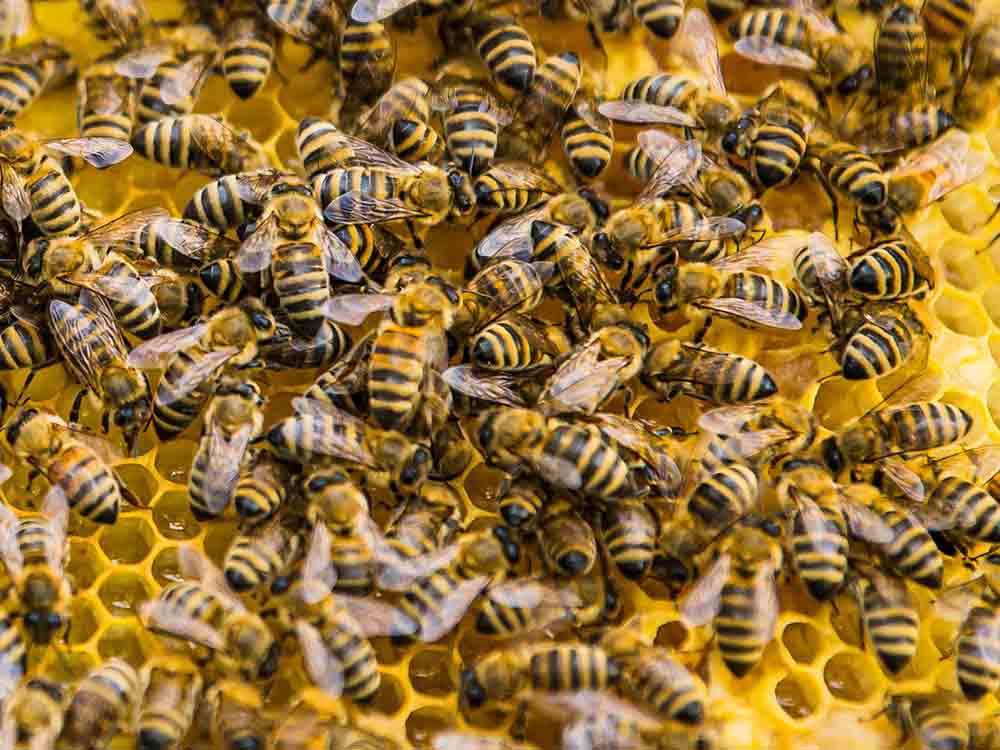 Vom Bienenhirn zum Chip, die Natur als Vorbild für Computerchips von morgen, Vortrag im HNF, 9. November 2022