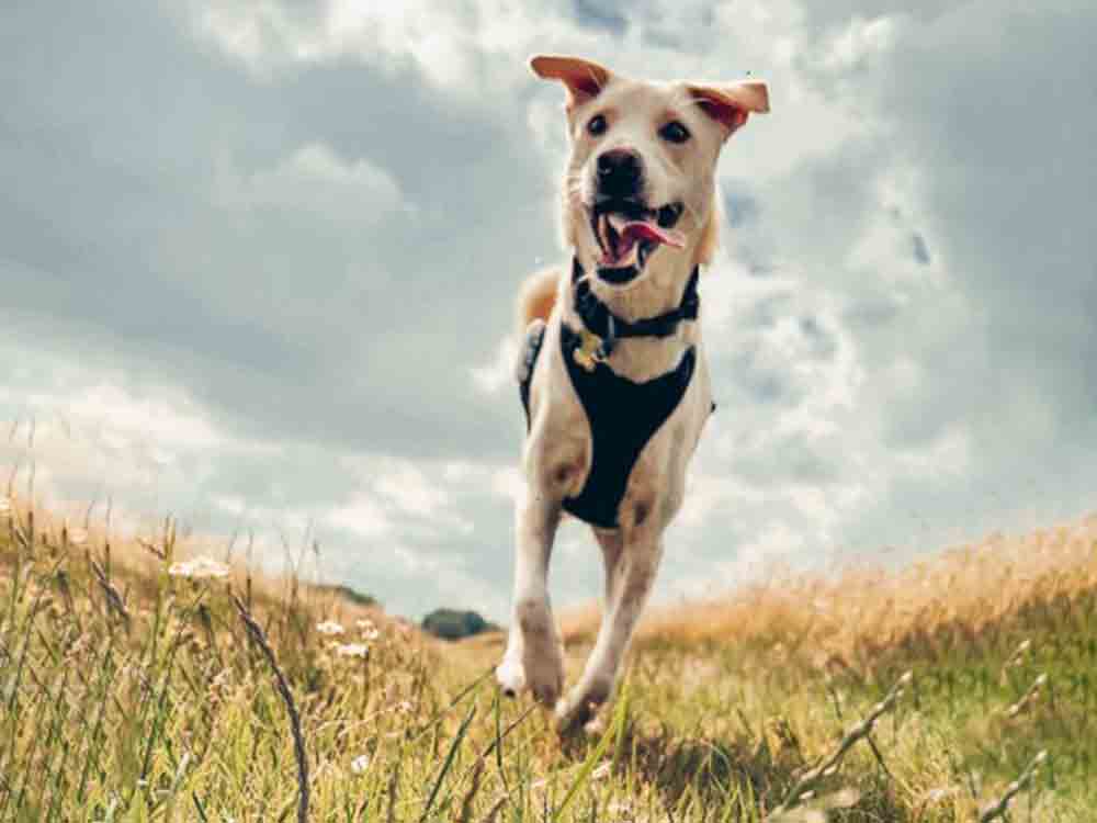 Ein Hund aus Bali findet sein Zuhause in Deutschland