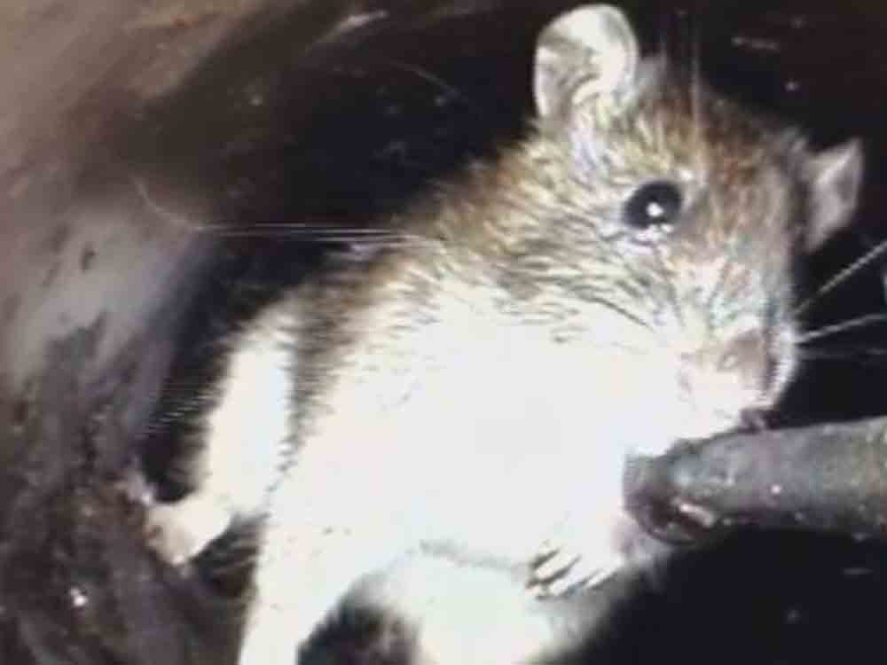 Gemeindeverwaltung Herzebrock Clarholz rät zur Vorbeugung gegen Ratten, Nahrungsmittel und Tierfutter richtig entsorgen