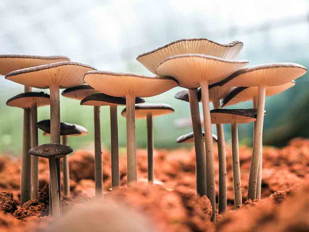 Bauen mit Pilzen – Ideen für eine nachhaltige Architektur präsentiert im My Co Place am Ernst Reuter Platz in Berlin