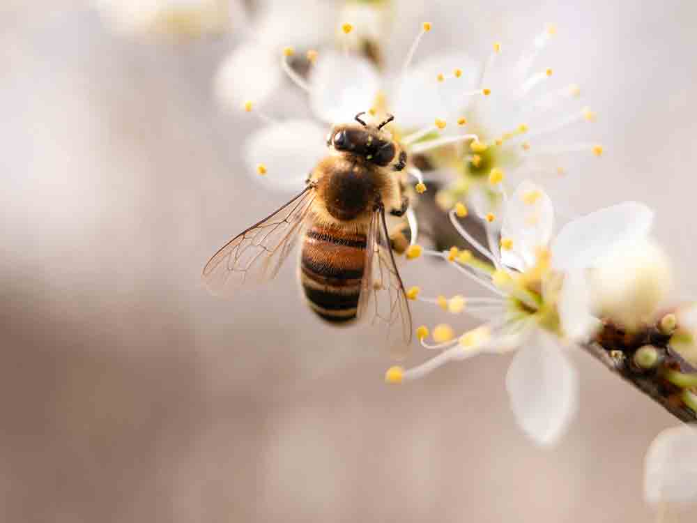 Zum Weltbienentag am 20. Mai 2023, Wildbienen brauchen mehr Blüten! Die Deutsche Wildtier Stiftung fordert, öffentliche Grünflächen seltener zu mähen