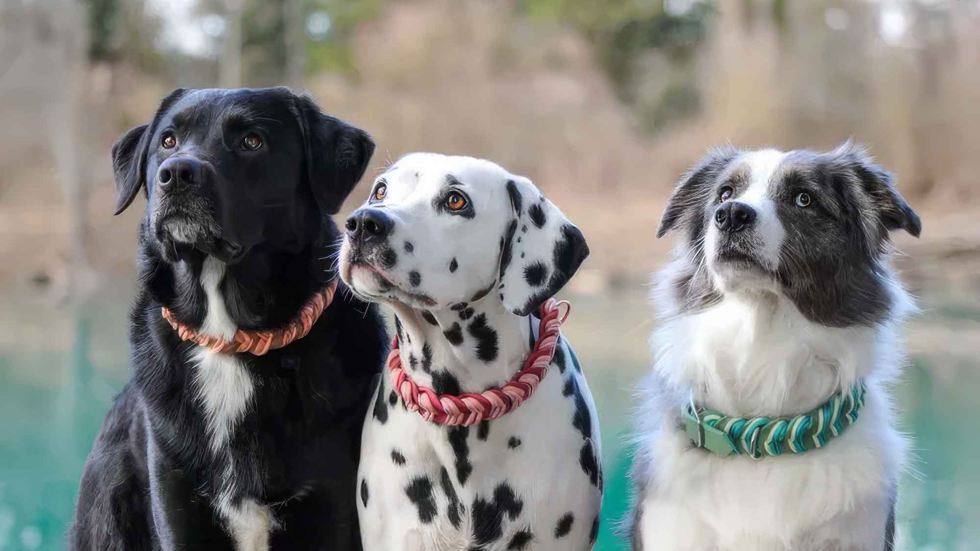 Fettledersets für Hunde in 4 frischen Frühlingsfarben